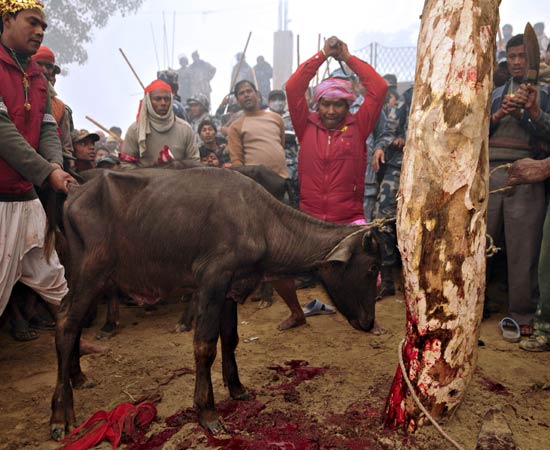 Il massacro di bufali in Nepal