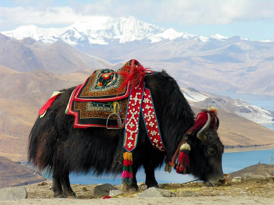 Lo yak rappresenta uno dei simboli del Tibet. 