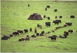 Accampamento di nomadi tibetani con le loro caratteristiche tende nere.