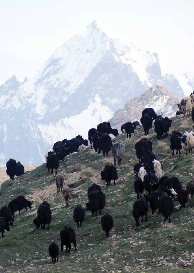 The yak has adapted to living in the most difficult terrain [image by ICIMOD]